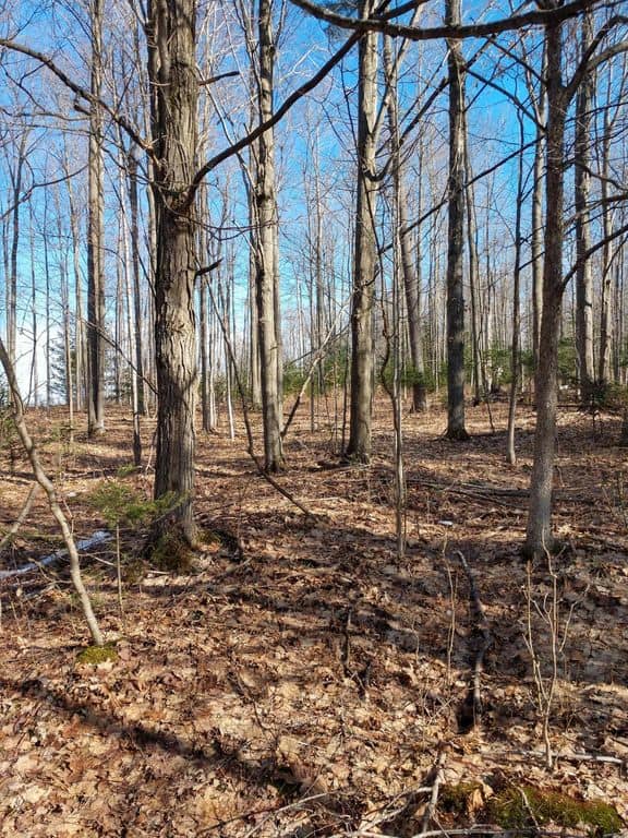 Prime 250 Acres of Hunting Land for Sale in Atlanta, MI