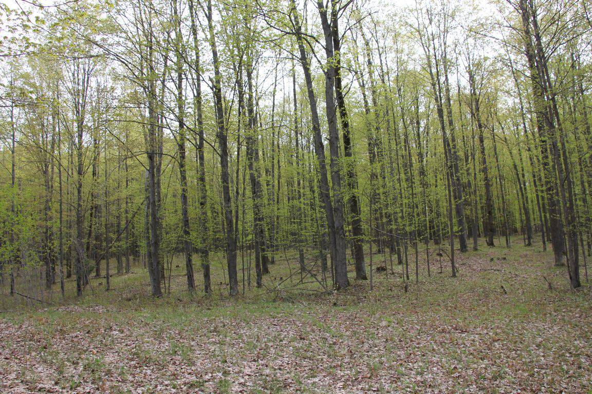 Prime 250 Acres of Hunting Land for Sale in Atlanta, MI