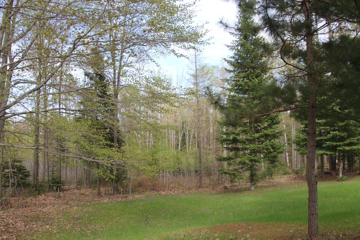 Prime 250 Acres of Hunting Land for Sale in Atlanta, MI