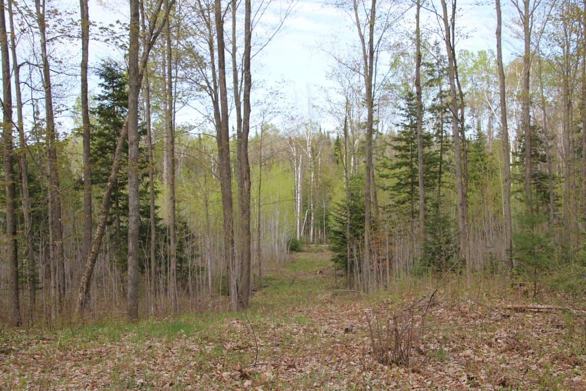 Prime 250 Acres of Hunting Land for Sale in Atlanta, MI