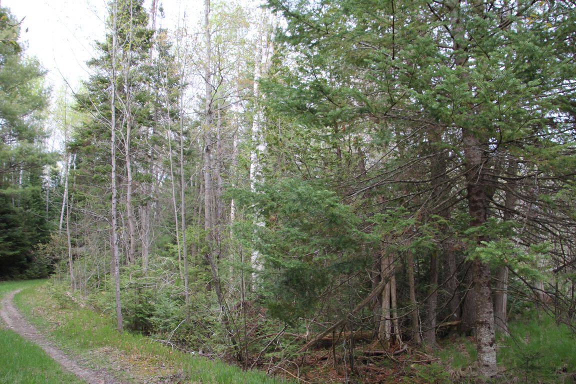 Prime 250 Acres of Hunting Land for Sale in Atlanta, MI
