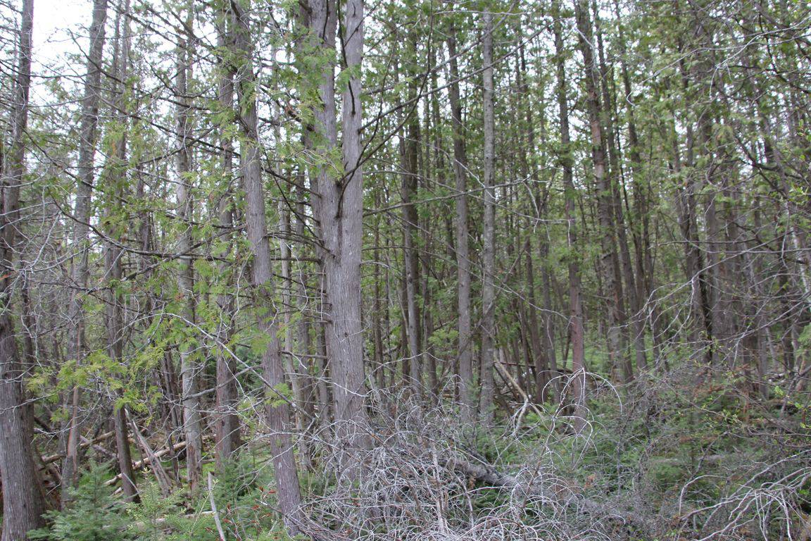 Prime 250 Acres of Hunting Land for Sale in Atlanta, MI