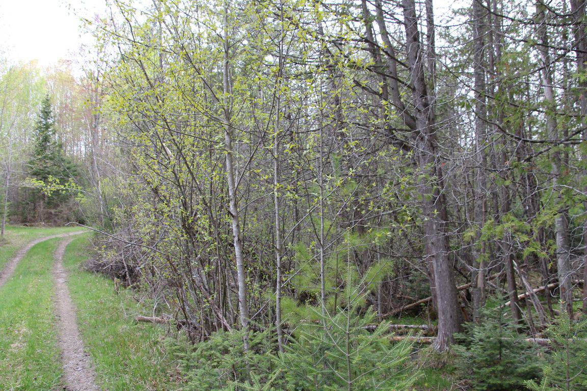 Prime 250 Acres of Hunting Land for Sale in Atlanta, MI
