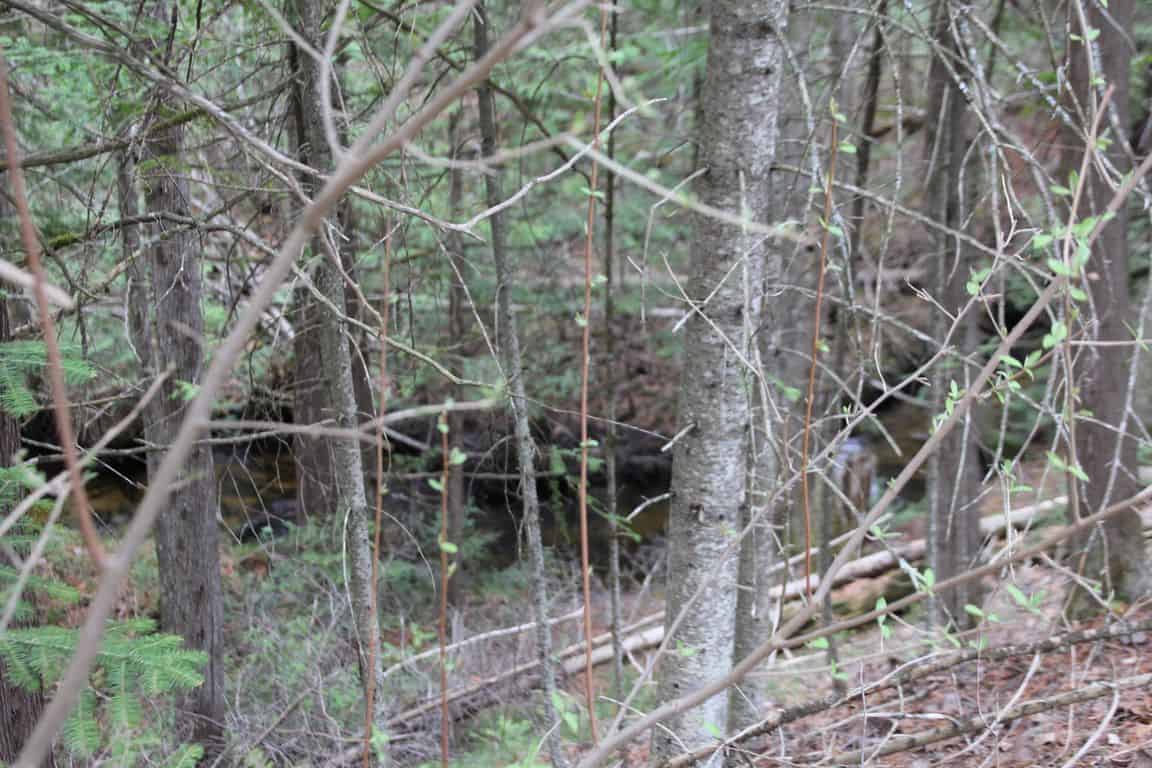 Prime 250 Acres of Hunting Land for Sale in Atlanta, MI