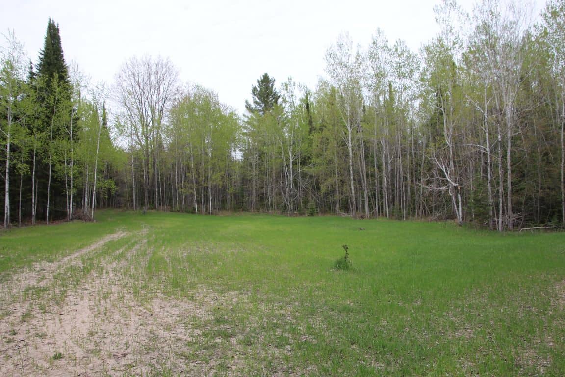 Prime 250 Acres of Hunting Land for Sale in Atlanta, MI