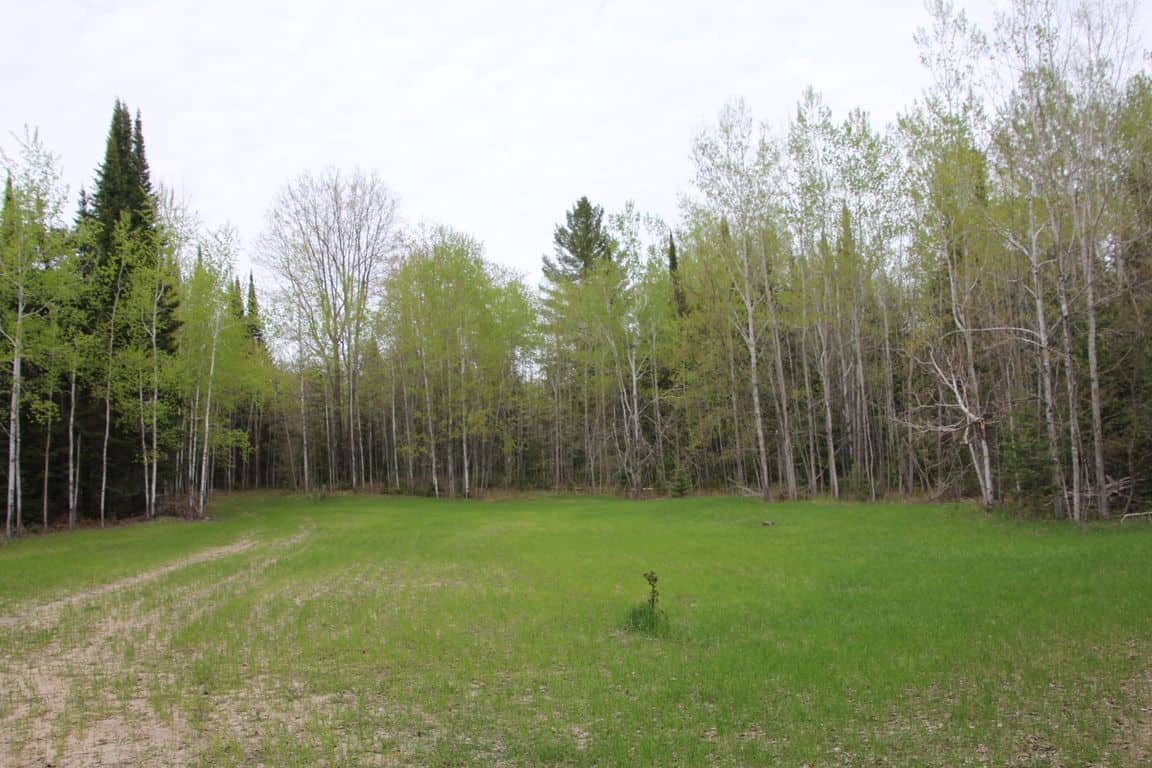 Prime 250 Acres of Hunting Land for Sale in Atlanta, MI