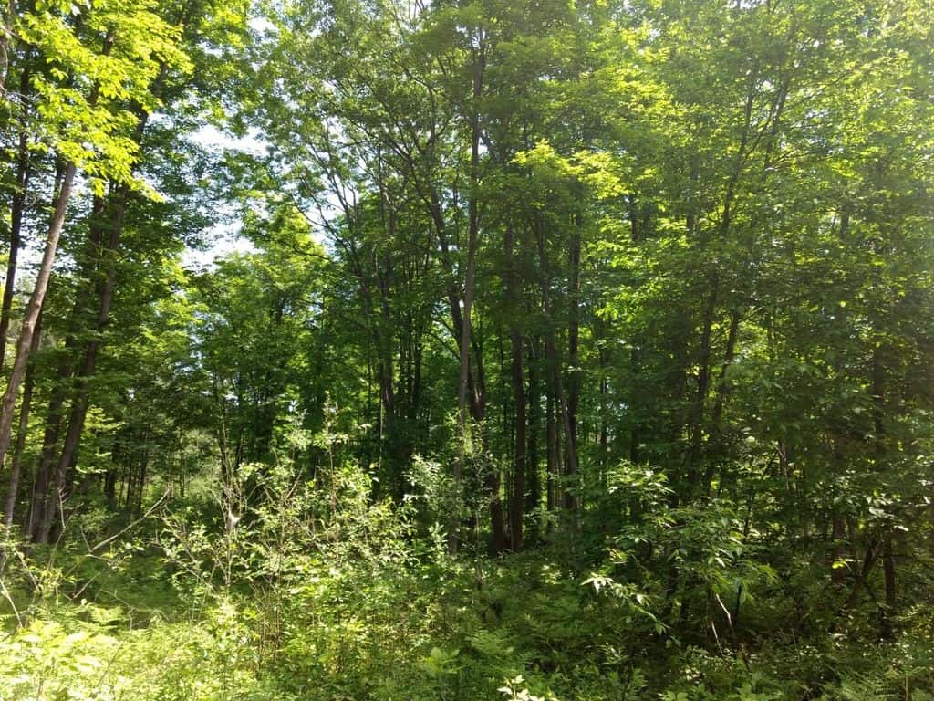 Prime 250 Acres of Hunting Land for Sale in Atlanta, MI