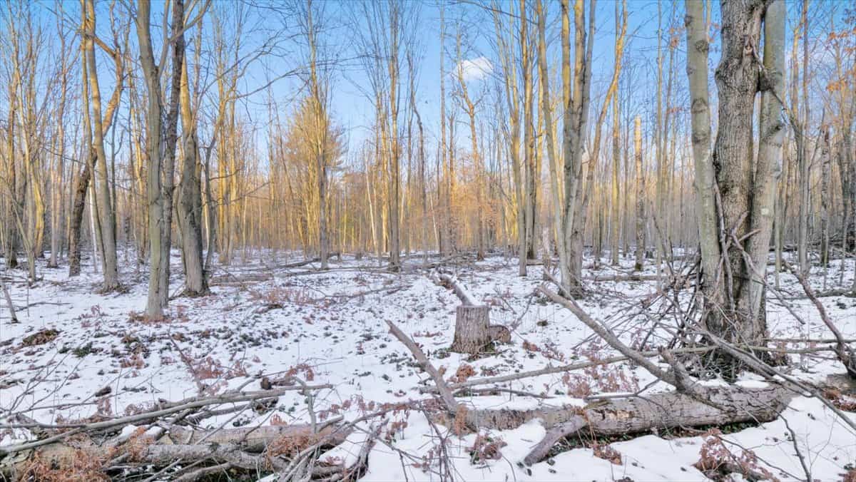 Michigan Hunting and Recreational Land for Sale