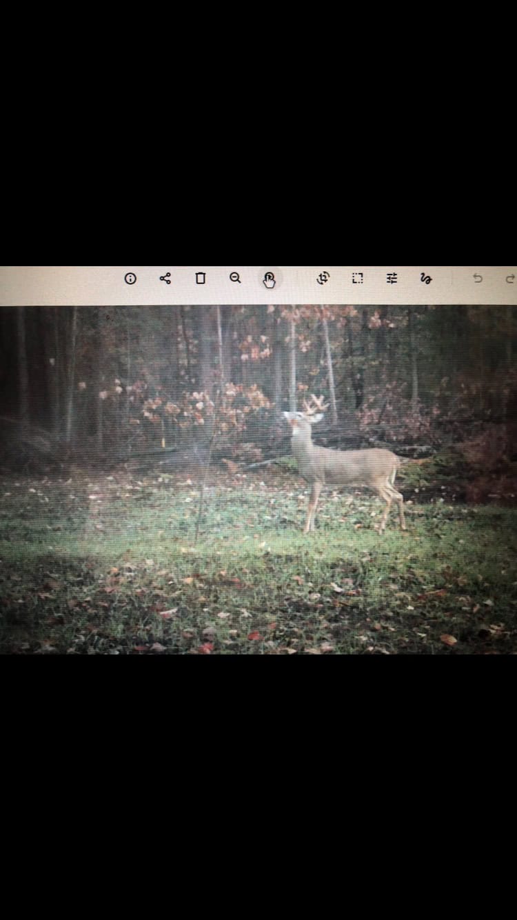 Michigan Hunting and Recreational Land for Sale