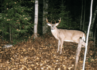 Hunting Land for sale in Iron County, Wisconsin
