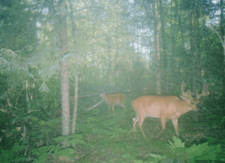Hunting Land for sale in Iron County, Wisconsin