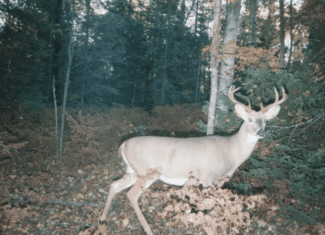 Hunting Land for sale in Iron County, Wisconsin