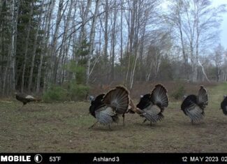 Prime Hunting Land for sale in Bayfield County, Wisconsin
