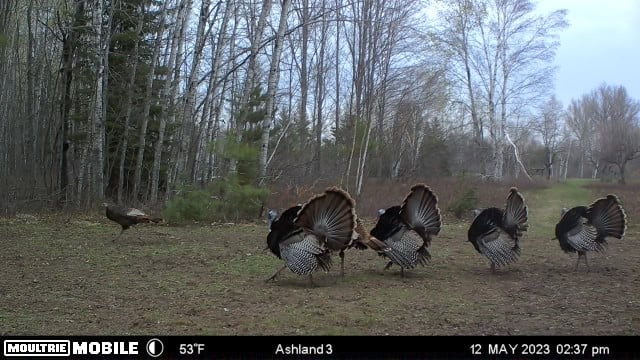 Prime Hunting Land for sale in Bayfield County, Wisconsin