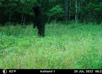 Prime Hunting Land for sale in Bayfield County, Wisconsin