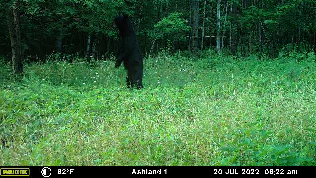 Prime Hunting Land for sale in Bayfield County, Wisconsin