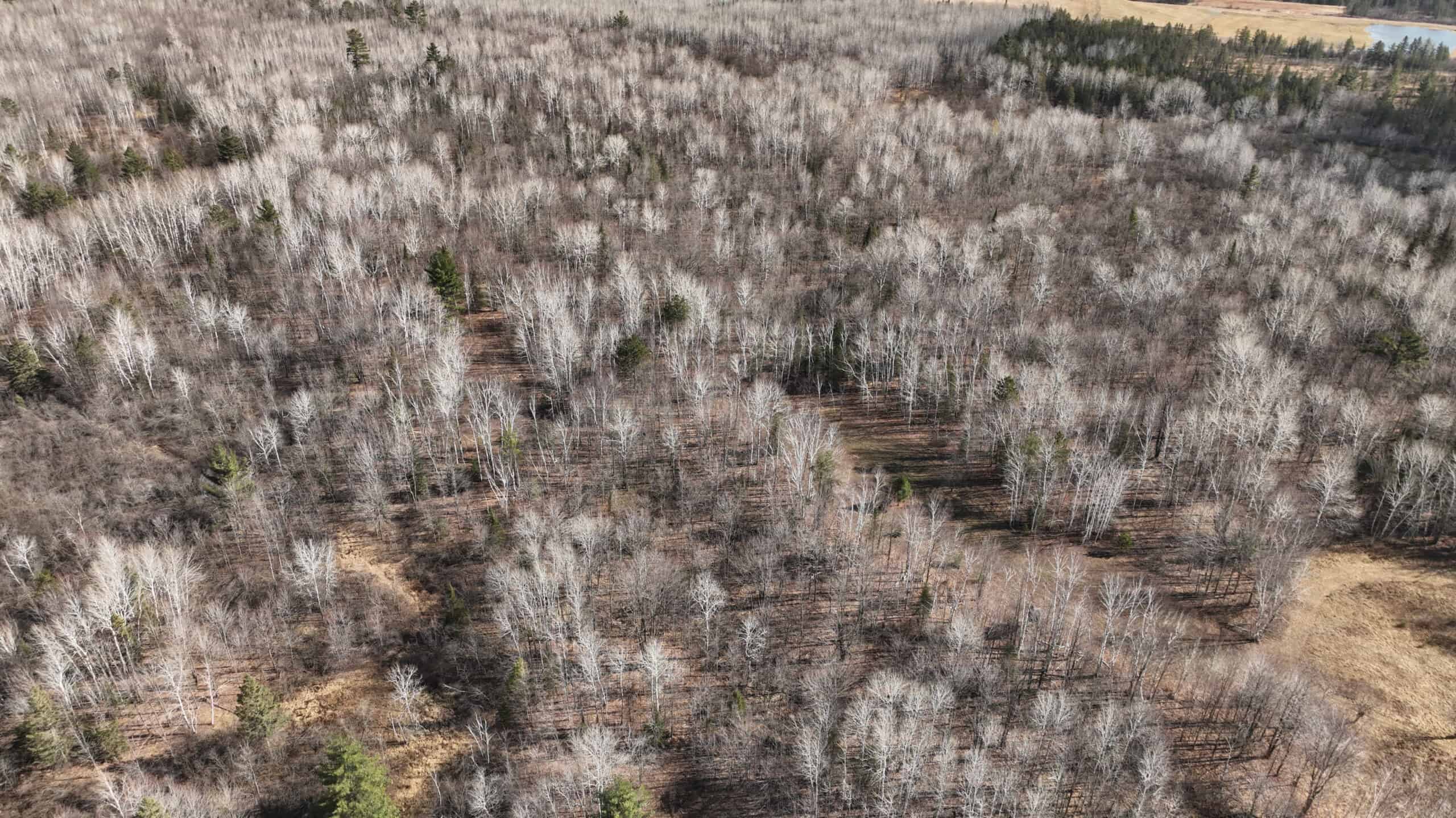 Prime Hunting Land for sale in Bayfield County, Wisconsin