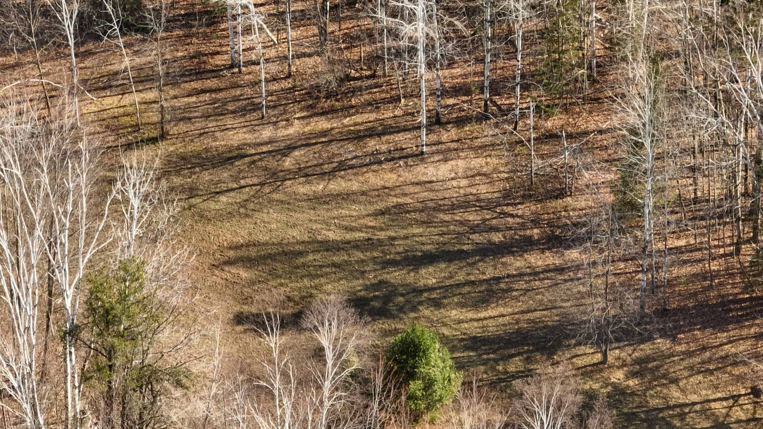 Prime Hunting Land for sale in Bayfield County, Wisconsin