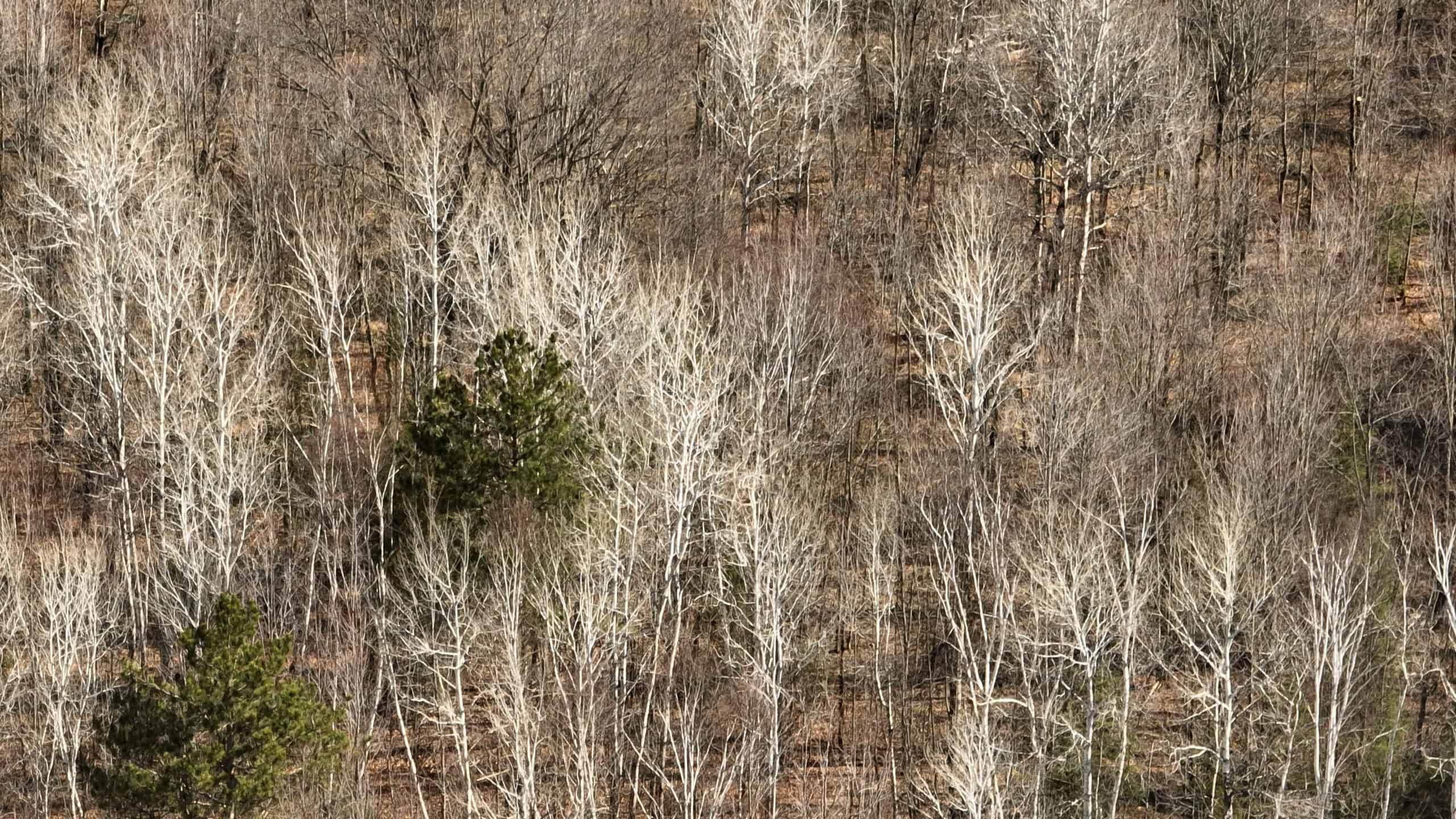 Prime Hunting Land for sale in Bayfield County, Wisconsin