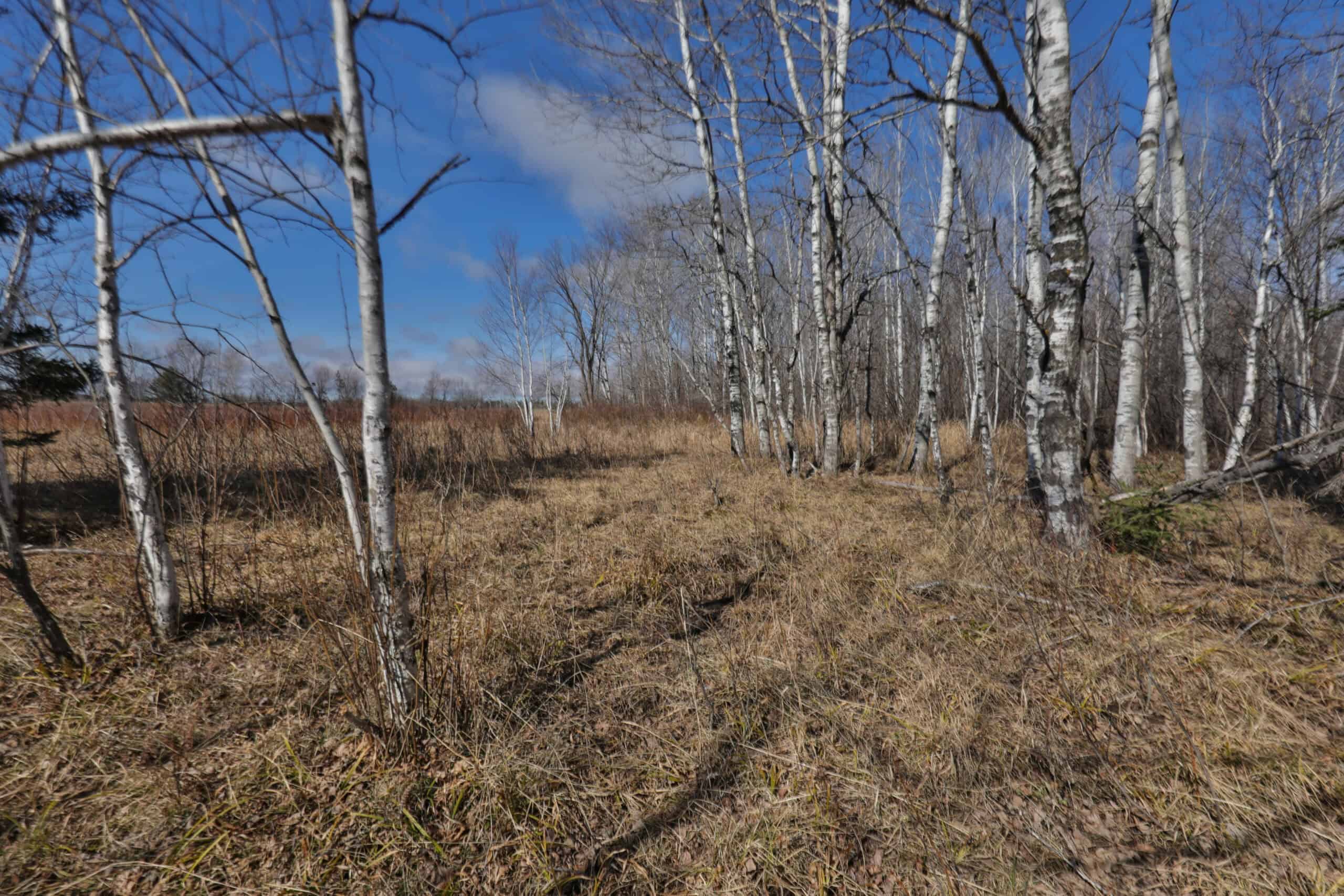 Prime Hunting Land for sale in Bayfield County, Wisconsin