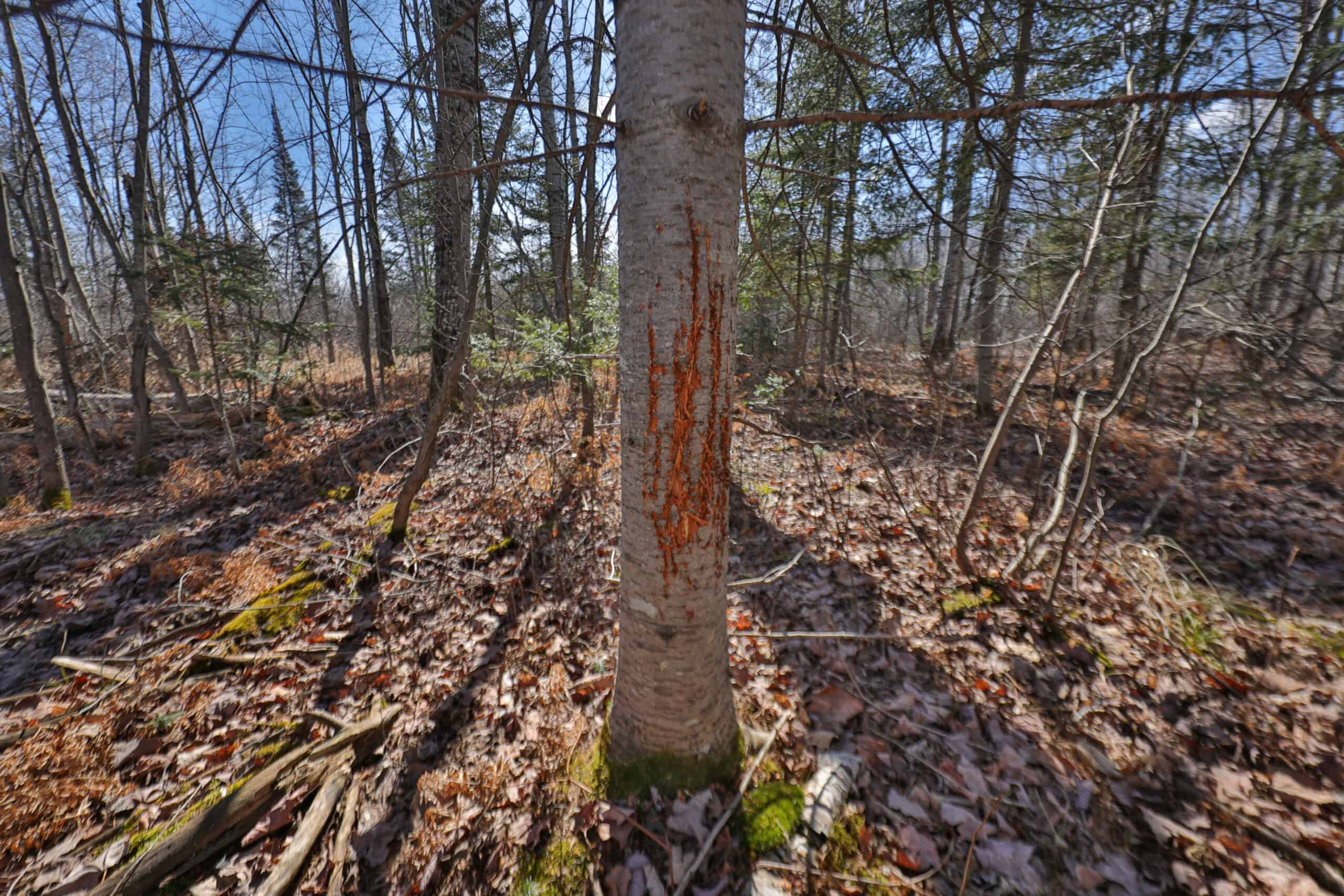 Prime Hunting Land for sale in Bayfield County, Wisconsin