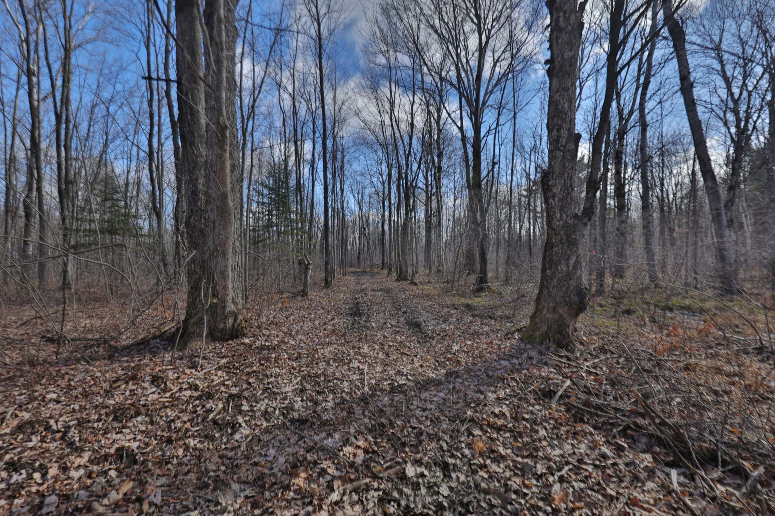 Prime Hunting Land for sale in Bayfield County, Wisconsin