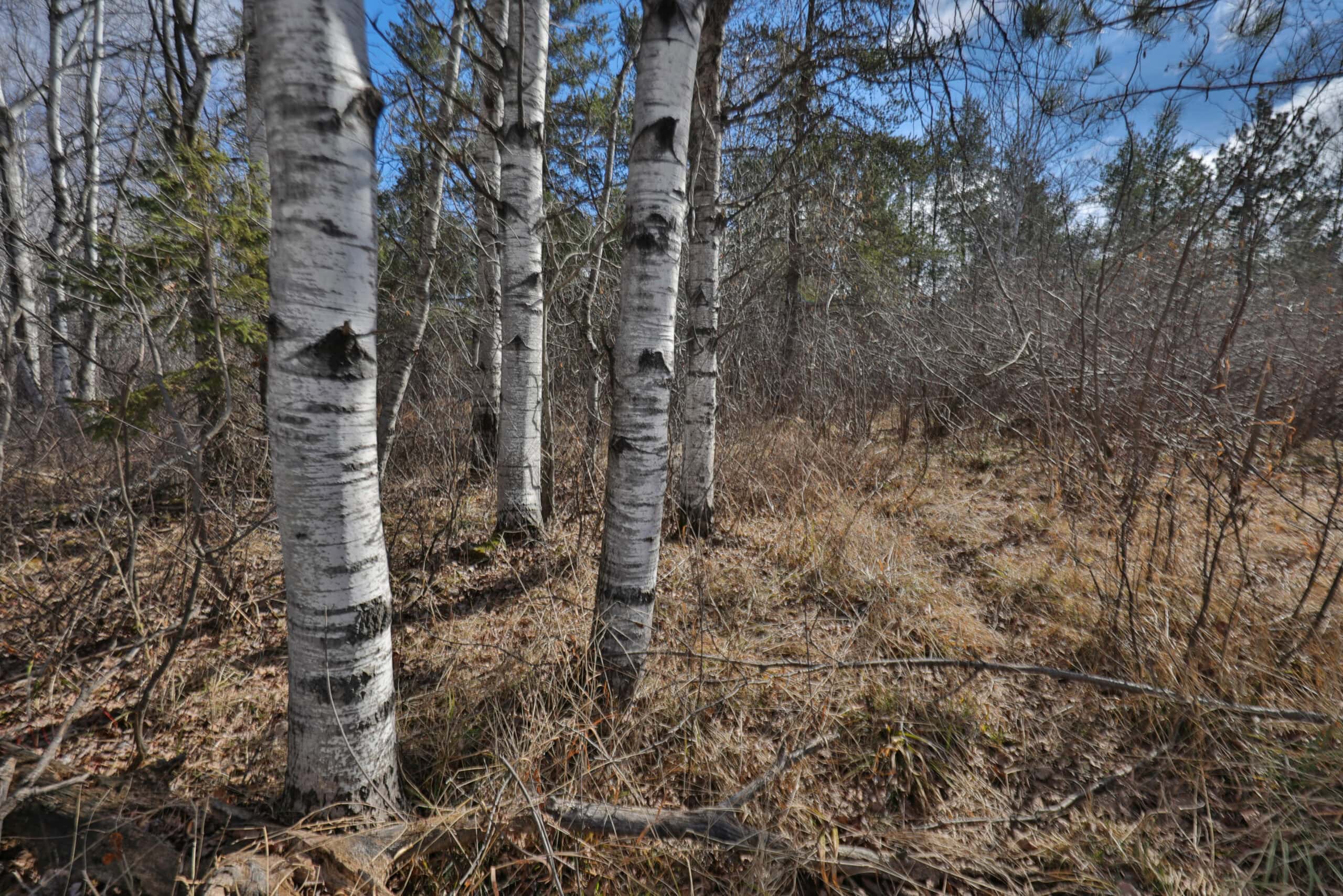 Prime Hunting Land for sale in Bayfield County, Wisconsin