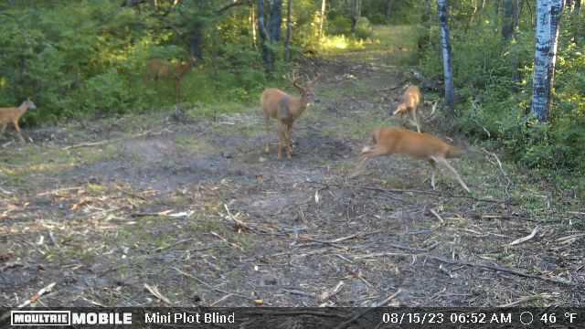 Prime Hunting Land for sale in Bayfield County, Wisconsin