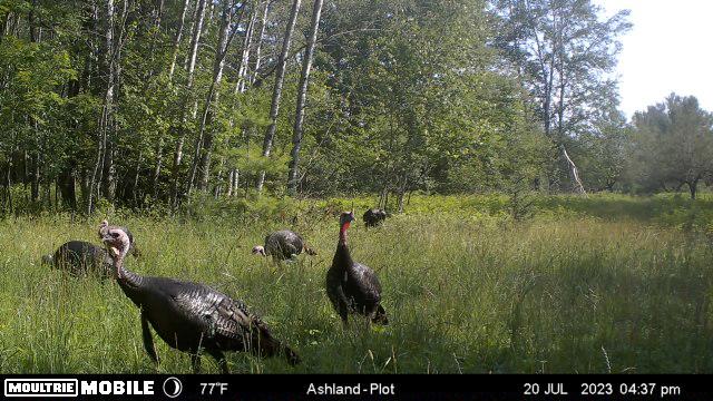 Prime Hunting Land for sale in Bayfield County, Wisconsin
