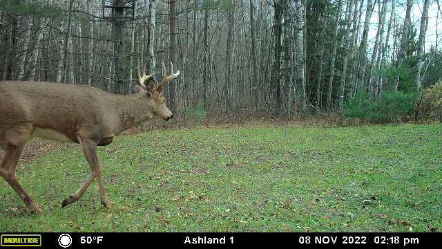 Prime Hunting Land for sale in Bayfield County, Wisconsin