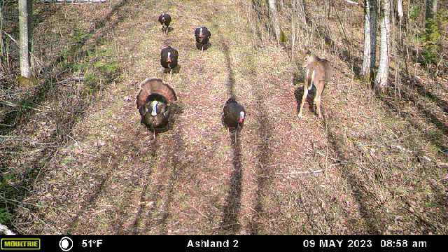 Prime Hunting Land for sale in Bayfield County, Wisconsin