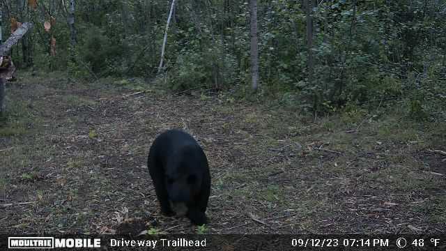 Prime Hunting Land for sale in Bayfield County, Wisconsin