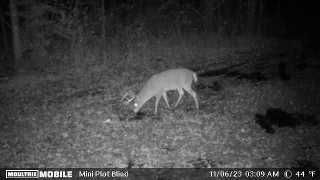 Prime Hunting Land for sale in Bayfield County, Wisconsin