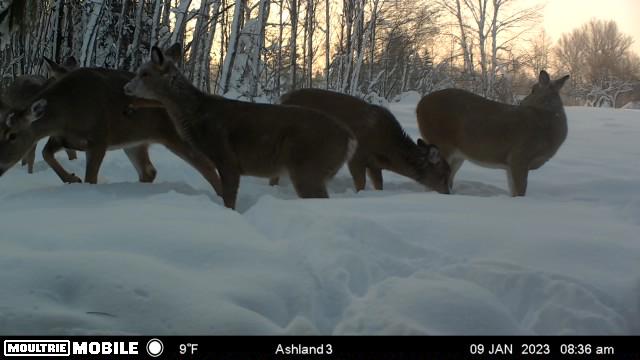 Prime Hunting Land for sale in Bayfield County, Wisconsin