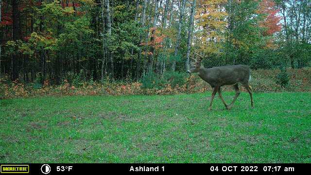Prime Hunting Land for sale in Bayfield County, Wisconsin