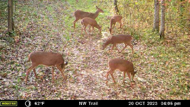 Prime Hunting Land for sale in Bayfield County, Wisconsin