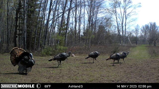 Prime Hunting Land for sale in Bayfield County, Wisconsin