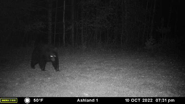 Prime Hunting Land for sale in Bayfield County, Wisconsin