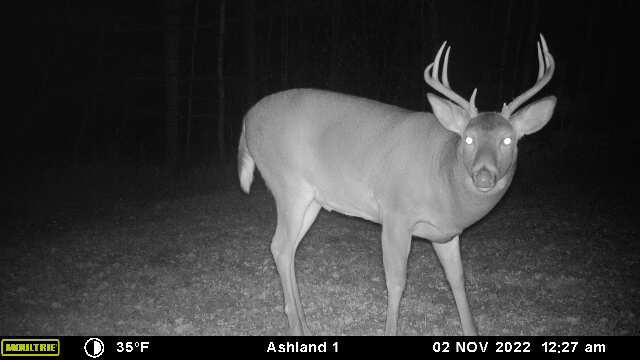 Prime Hunting Land for sale in Bayfield County, Wisconsin