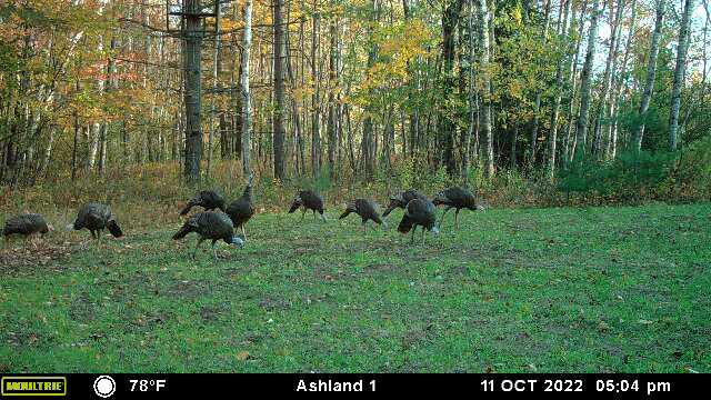 Prime Hunting Land for sale in Bayfield County, Wisconsin