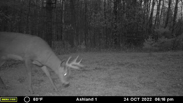 Prime Hunting Land for sale in Bayfield County, Wisconsin