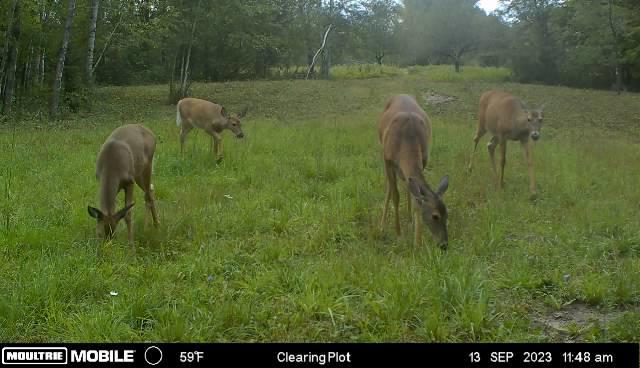 Prime Hunting Land for sale in Bayfield County, Wisconsin