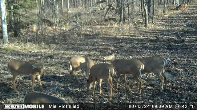 Prime Hunting Land for sale in Bayfield County, Wisconsin