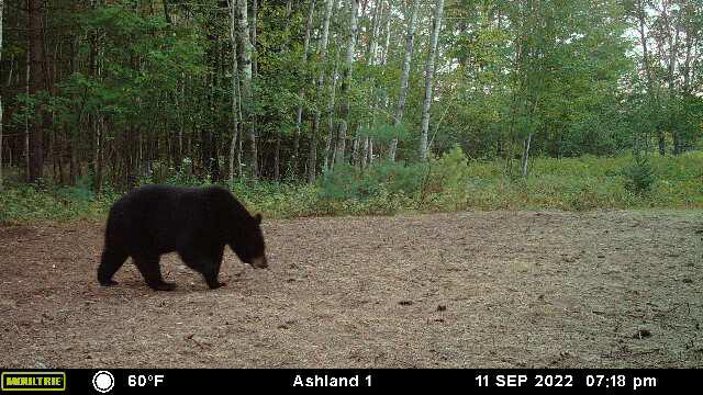 Prime Hunting Land for sale in Bayfield County, Wisconsin
