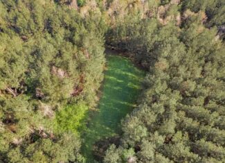 340 Acres Hunting Timberland for Sale St Helena Parish, LA