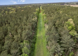 340 Acres Hunting Timberland for Sale St Helena Parish, LA