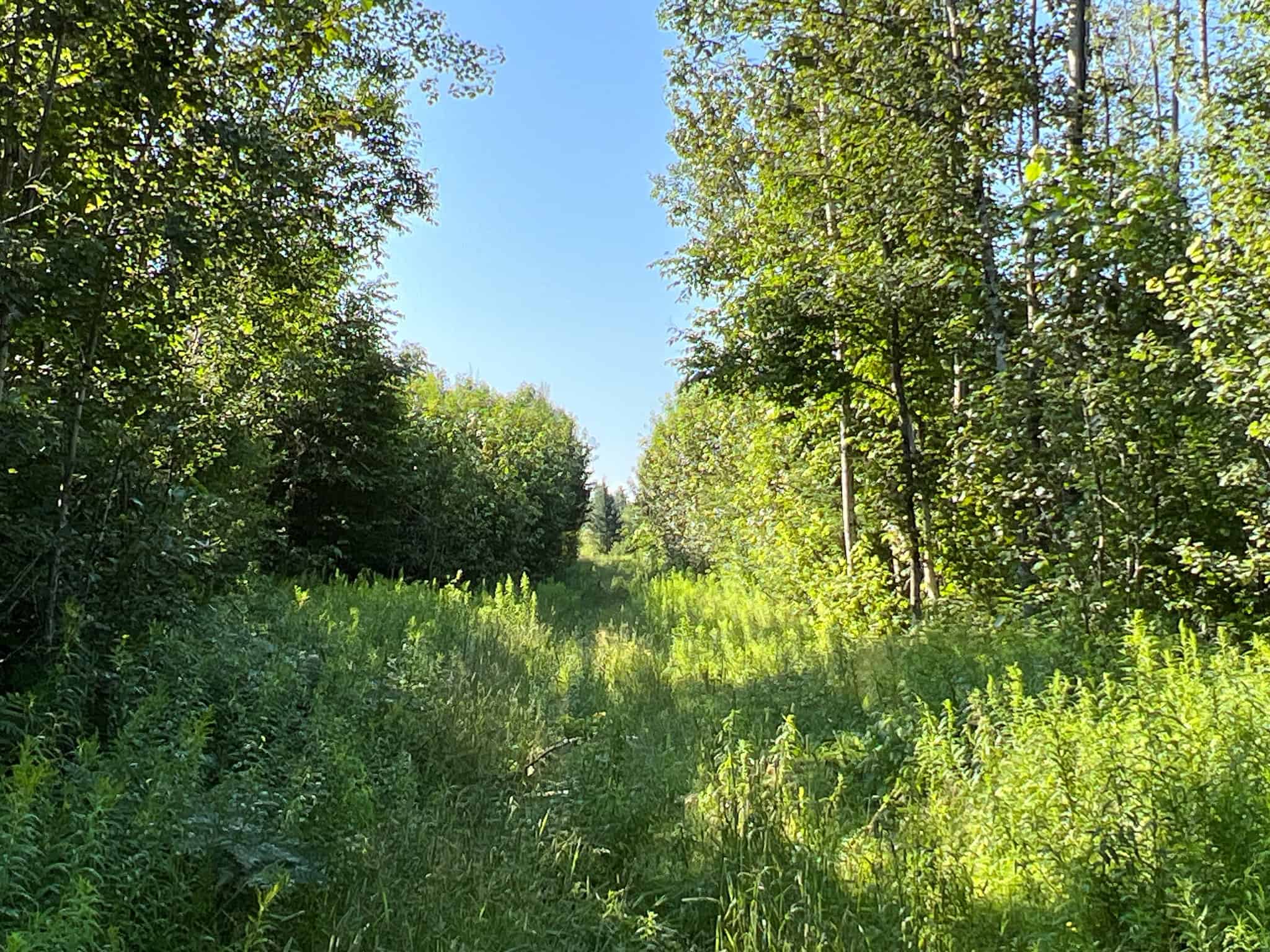 Clayton Brook Forest