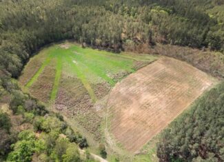 340 Acres Hunting Timberland for Sale St Helena Parish, LA
