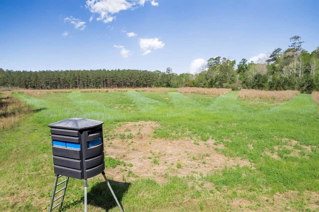 340 Acres Hunting Timberland for Sale St Helena Parish, LA