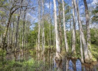 463 Acres Timberland on Tickfaw River St Helena Parish, LA